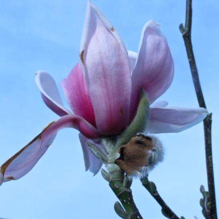 Magnolia 8-1